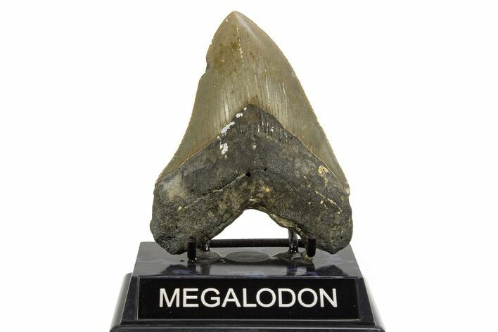 Serrated, Fossil Megalodon Tooth - North Carolina #328013